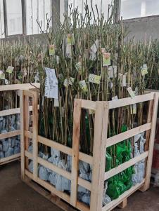 Trstenički rasadnici.jpg