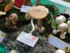 BANJA KOVILJAČA - Neke su za izbegavanje.jpg