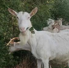 Farma koza Ivanović (13).jpg