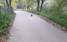 jazavac