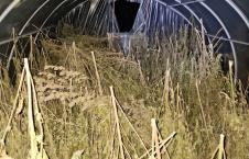 Kod muškarca iz Loznice pronađeno više od 355 kilograma marihuane, oglasio se Ivica Dačić o zapleni