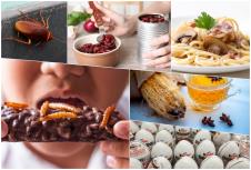 HRANA CRVI BUBAŠVABE