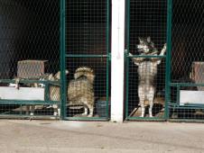 LOZNICA -Čekaju novi dom.JPG