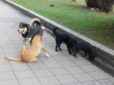 LOZNICA - Svakodnevna slika u gradu.JPG