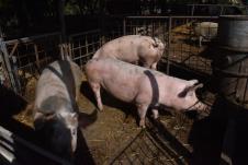 svinje na farmi