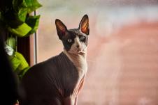 Sfinks mačka sedi na prozoru