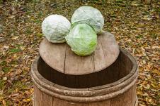 glavice kupusa na buretu spremne za zimnicu