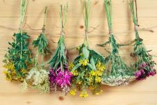 šest svežanja lekovitih biljaka koje se suše, drvena pozadina