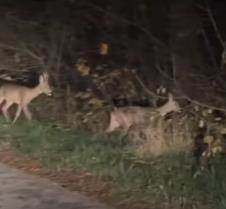 Screenshot 2025-11-09 223241.jpg