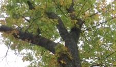 Vršački kesten Vasko Popa (3).png