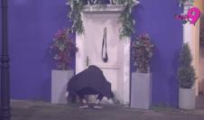 Marko Janjušević Janjuš uplašio Aleksandru Jakšić