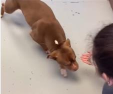 Susret psa i vlasnice nakon godinu dana.jpg