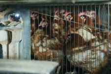 kokoške jaja pilići koke petlovi petao hrana za kokoške pernata živina (9).jpg