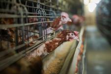 kokoške jaja pilići koke petlovi petao hrana za kokoške pernata živina (14).jpg