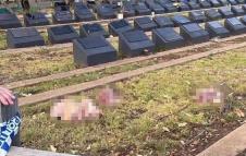 svinje glave muslimansko groblje