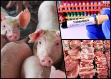 Prasići svinjsko meso i trihinela