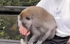 Mariju Šerifović ujeo majmun na Baliju