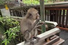 Mariju Šerifović ujeo majmun na Baliju