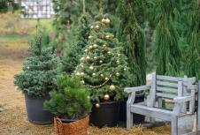 novogodišnja jelka sa busenom