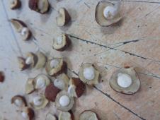 FOTO UIKS, droga u lešnicima.JPG