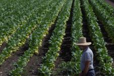 SZJ - Autor - Sasa Dzambic 1.jpg