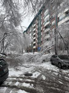 Palo drveće u Bloku 29