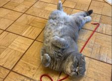 Mačak Barta de Vevera