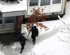 LOZNICA - Badnjak i lopata.JPG