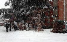 LOZNICA - Bogata ponuda badnjaka pod pahuljama.jpg