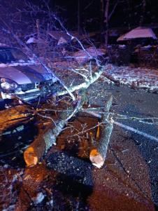 Drvo palo na Avalski put