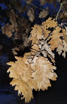 Milan Dinčić Dinča