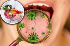 bakterije u ustima/maketa pankreasa