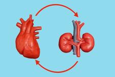 model srca i bubrega povezan strelicama u oba smera