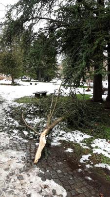 LOZNICA - Veći broj polomljenih.jpg