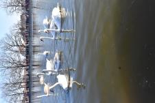 Labudovi foto s.u. (2).JPG