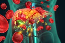 slikovit prikaz jetre u ljudskom telu