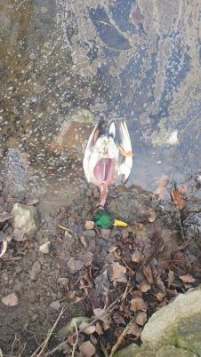 Foto DRF - Mrtva patka.jpg