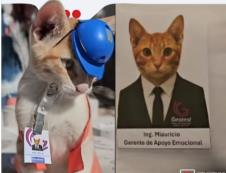 mačak mjaurisio mačka