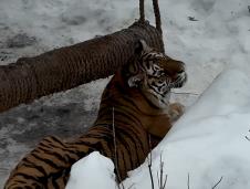 tigar, Kijev, Ukrajina