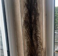 Čovek iza tapeta naišao na neobičnu biljku