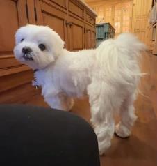 Vlasnica tražila šapu od psa on se zbunio