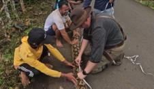 Ljudi mere najdužu zmiju na svetu.jpg