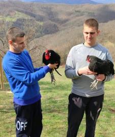 UKRASNA ŽIVINA (3).jpg