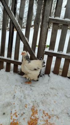 UKRASNA ŽIVINA (2).jpg