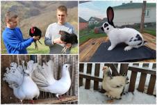 Ukrasna zivina 2.jpg