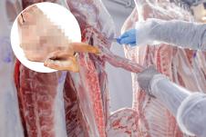 Prasetina svinjska glava.jpg