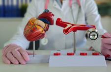 doktor sa anatomskim modelom srca i krvnih sudova