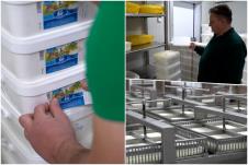 Aleksandar Obrenović