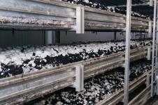 šampinjoni uzgoj podrum