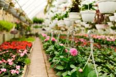 cveće, biznis, plastenik  (1).jpg